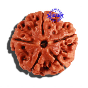 5 Mukhi Rudraksha from Nepal - Bead No. 197