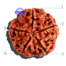 Load image into Gallery viewer, 5 Mukhi Rudraksha from Nepal - Bead No. 197
