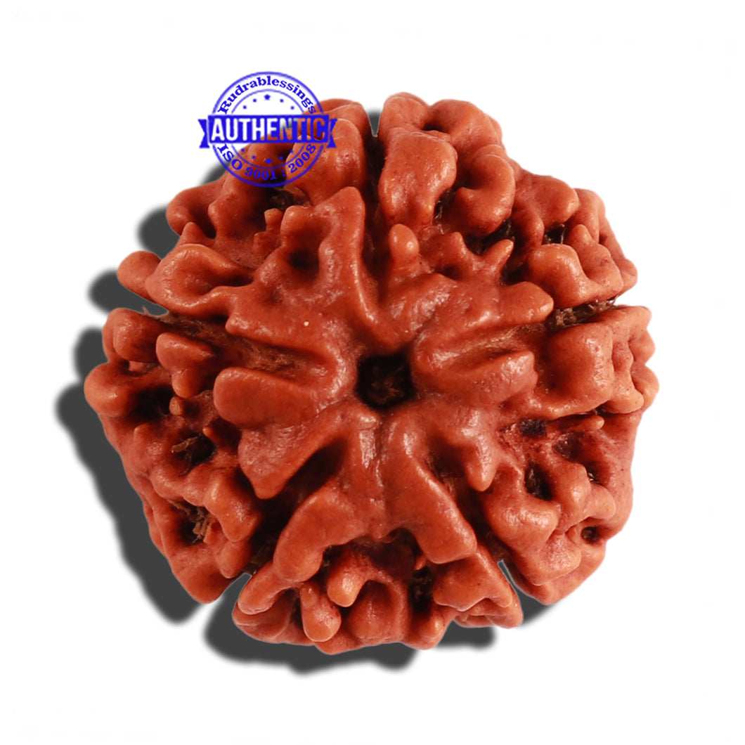 5 Mukhi Rudraksha from Nepal - Bead No. 199