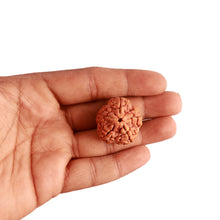 Load image into Gallery viewer, 5 Mukhi Rudraksha from Nepal - Bead No. 264
