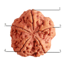 Load image into Gallery viewer, 5 Mukhi Rudraksha from Nepal - Bead No. 264
