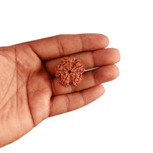 Load image into Gallery viewer, 5 Mukhi Rudraksha from Nepal - Bead No. 275
