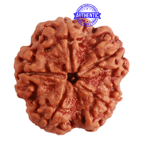 5 Mukhi Rudraksha from Nepal - Bead No. 275