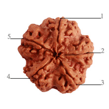 Load image into Gallery viewer, 5 Mukhi Rudraksha from Nepal - Bead No. 275
