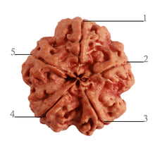 Load image into Gallery viewer, 5 Mukhi Rudraksha from Nepal - Bead No. 276
