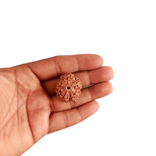 Load image into Gallery viewer, 5 Mukhi Rudraksha from Nepal - Bead No. 278
