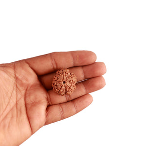 5 Mukhi Rudraksha from Nepal - Bead No. 278