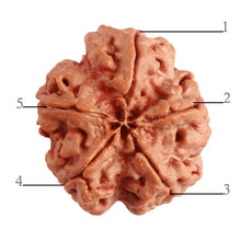 Load image into Gallery viewer, 5 Mukhi Rudraksha from Nepal - Bead No. 278
