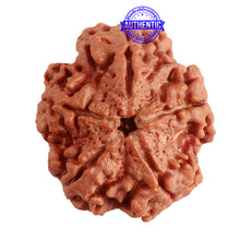 Load image into Gallery viewer, 5 Mukhi Rudraksha from Nepal - Bead No. 279
