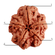 Load image into Gallery viewer, 5 Mukhi Rudraksha from Nepal - Bead No. 279
