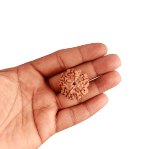 5 Mukhi Rudraksha from Nepal - Bead No. 281