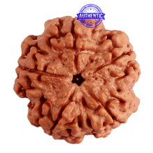 Load image into Gallery viewer, 5 Mukhi Rudraksha from Nepal - Bead No. 281
