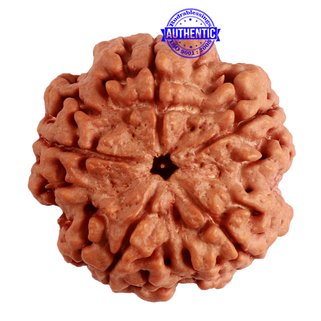 5 Mukhi Rudraksha from Nepal - Bead No. 281