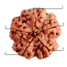 Load image into Gallery viewer, 5 Mukhi Rudraksha from Nepal - Bead No. 281
