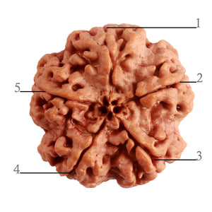 5 Mukhi Rudraksha from Nepal - Bead No. 281