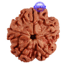 Load image into Gallery viewer, 5 Mukhi Rudraksha from Nepal - Bead No. 285
