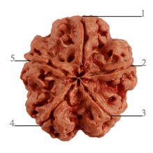 Load image into Gallery viewer, 5 Mukhi Rudraksha from Nepal - Bead No. 285
