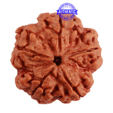 Load image into Gallery viewer, 5 Mukhi Rudraksha from Nepal - Bead No. 283
