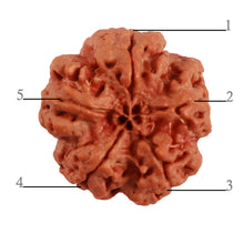 Load image into Gallery viewer, 5 Mukhi Rudraksha from Nepal - Bead No. 283
