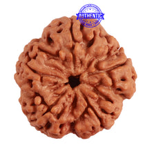 Load image into Gallery viewer, 5 Mukhi Rudraksha from Nepal - Bead No. 284
