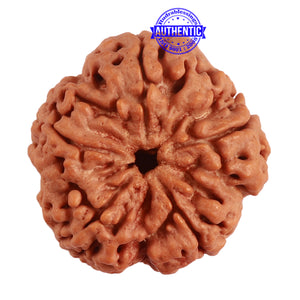 5 Mukhi Rudraksha from Nepal - Bead No. 284