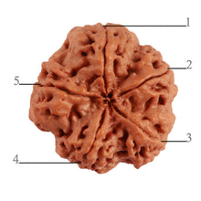 Load image into Gallery viewer, 5 Mukhi Rudraksha from Nepal - Bead No. 284
