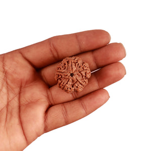 5 Mukhi Rudraksha from Nepal - Bead No. 282