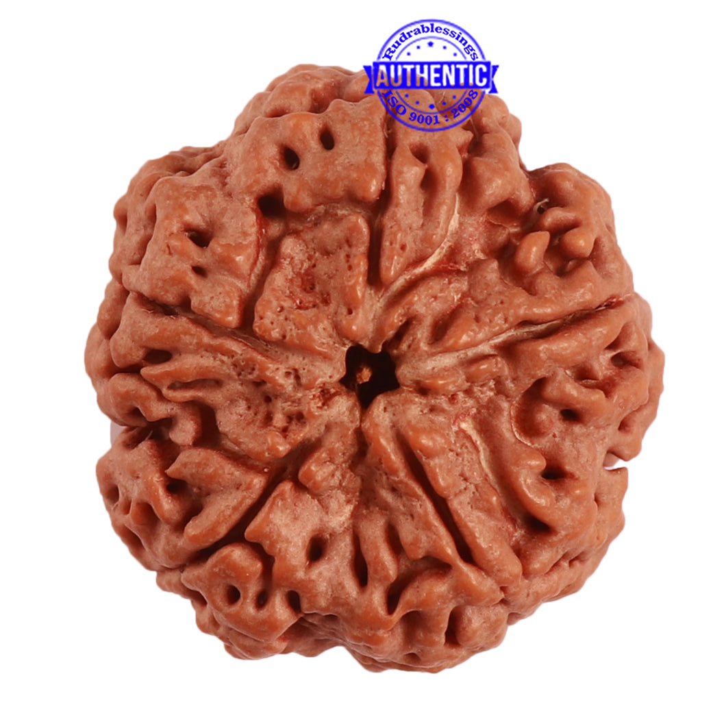 5 Mukhi Rudraksha from Nepal - Bead No. 282