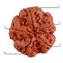 Load image into Gallery viewer, 5 Mukhi Rudraksha from Nepal - Bead No. 282
