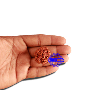 5 Mukhi Rudraksha from Nepal - Bead No. 287