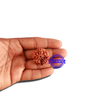 5 Mukhi Rudraksha from Nepal - Bead No. 289