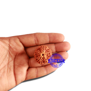 5 Mukhi Rudraksha from Nepal - Bead No. 290