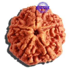 5 Mukhi Rudraksha from Nepal - Bead No. 290