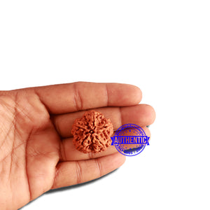 5 Mukhi Rudraksha from Nepal - Bead No. 293