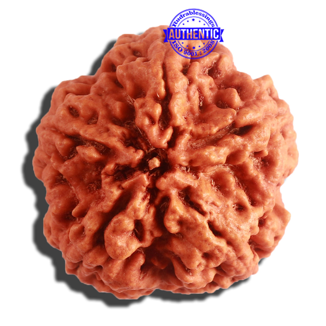 5 Mukhi Rudraksha from Nepal - Bead No. 293