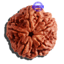 Load image into Gallery viewer, 5 Mukhi Rudraksha from Nepal - Bead No. 294
