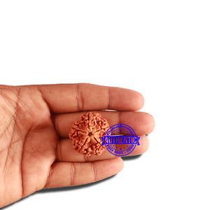 5 Mukhi Rudraksha from Nepal - Bead No. 298