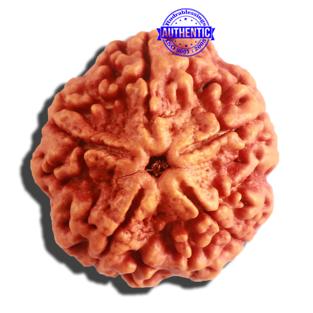 5 Mukhi Rudraksha from Nepal - Bead No. 298