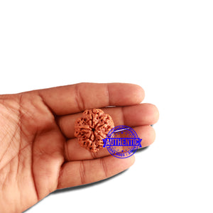 5 Mukhi Rudraksha from Nepal - Bead No. 300