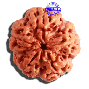 5 Mukhi Rudraksha from Nepal - Bead No. 300