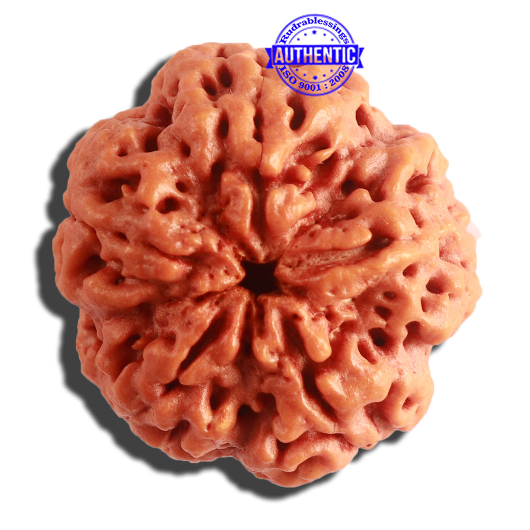 5 Mukhi Rudraksha from Nepal - Bead No. 300