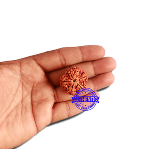 5 Mukhi Rudraksha from Nepal - Bead No. 301