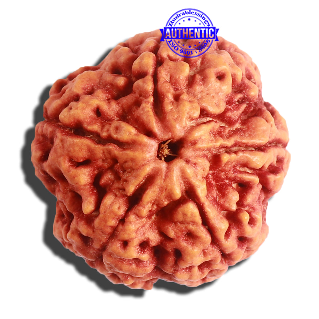 5 Mukhi Rudraksha from Nepal - Bead No. 301