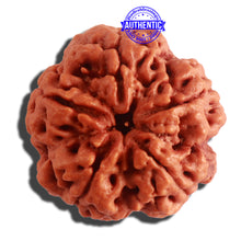 Load image into Gallery viewer, 5 Mukhi Rudraksha from Nepal - Bead No. 303
