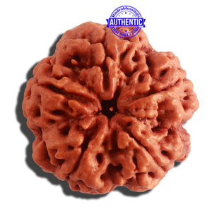 5 Mukhi Rudraksha from Nepal - Bead No. 303