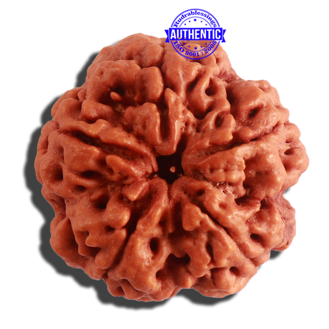 5 Mukhi Rudraksha from Nepal - Bead No. 303