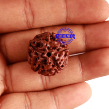 Load image into Gallery viewer, 5 Mukhi Hybrid Rudraksha - Bead No. 4
