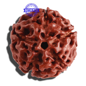 5 Mukhi Hybrid Rudraksha - Bead No. 4