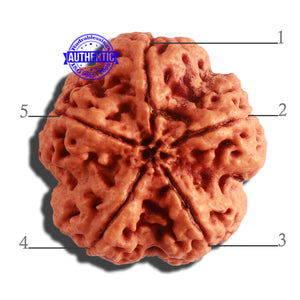 5 Mukhi Rudraksha from Nepal - Bead No. 287