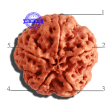 Load image into Gallery viewer, 5 Mukhi Rudraksha from Nepal - Bead No. 289
